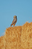 Western Burrowing Owl 3