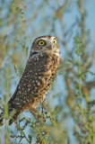 Western Burrowing Owl 5