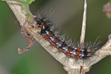 Caterpillar 2