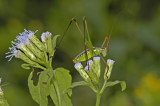 Mountain-dwelling Short-winged Katydid