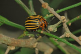 Colorado Potato Beetle 3