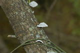 Fungus