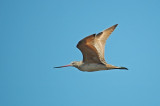 Marbled Godwit