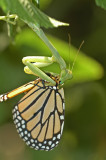 Praying Mantis Eating Monarch Butterfly