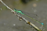 Damselfly