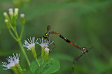 Mating Flies 3