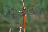 Skimmer