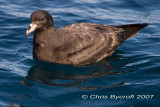 Black petrel