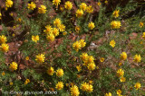 Yellow desert daisies while we unsuccessfully search for dinosaur footprints