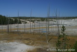 Dead trees in geothermal area