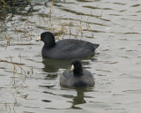 #60  Foulque dAmrique  /  American Coot