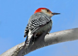 #36  Pic  ventre roux / Red-bellied Woodpecker