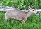 Cerf de Virginie  /  Whitetailed Deer