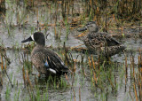 #155  Blue-winged Teal