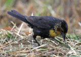 #179  Yellow-headed Blackbird