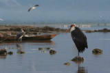 Marabou on Lake Langano