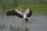 Stork