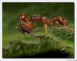 Mier - Ant