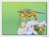 Strontvlieg - Scatophaga stercoaria - Yellow Dungfly