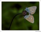 Icarusblauwtje - Polyomatis icarus - Common blue