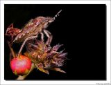 Bessenwants - Dolycoris baccarum - Hairy Shieldbug
