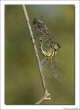 Zwarte Heidelibel - Sympetrum danae - Black Darter