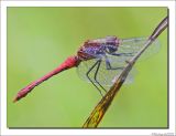 Bloedrode Heidelibel - Sympetrum sanguineum - Ruddy Darter