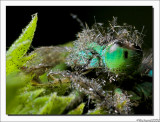 Juffer met Prooi - Damselfly with Prey