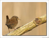 Winterkoning - Troglodytes troglodytes - Wren