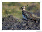 Kievit - Vanellus vanellus - Lapwing