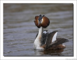 Fuut - Podiceps cristatus - Great Crested Grebe