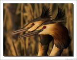 Fuut - Podiceps cristatus - Great Crested Grebe