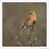 Kneu - Carduelis cannabina - Linnet