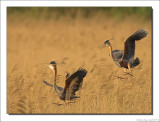 Purperreiger - Ardea purpurea - Purple Heron