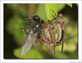 Dansvlieg - Dance Fly - Empis tesselata