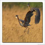 Purperreiger - Ardea purpurea - Purple Heron