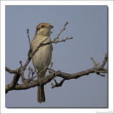 Grauwe Klauwier    -    Red-backed Shrike