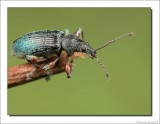 Snuitkever - Polydrusus sericeus - Green Immigrant Leaf Weevil