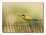 Bijeneter - Merops apiaster - Bee-eater