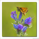 Groot Dikkopje - Ochlodes venata - Large Skipper