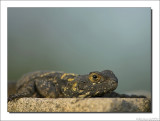 Hardoen - Agama stellia - Agame Lizard