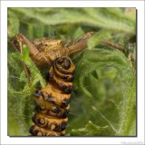 Crab spider - Krabspin - Misumena vatia