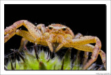 Crab spider - Krabspin - Misumena vatia