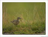 Morinelplevier - Charadrius morinellus - Dotterel