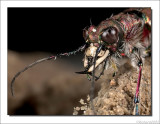 Basterdzandloopkever - Cicindela hybrida - Tiger beetle