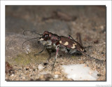 Basterdzandloopkever - Cicindela hybrida - Tiger beetle