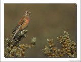 Kneu - Carduelis cannabina - Linnet