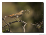 Rosse Waaierstaart - Cercotrichas galactotes - Rufous-Tailed Scrub Robin