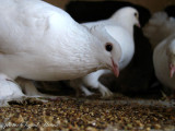 kabutar(pigeon)