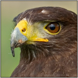 Eagle eyes